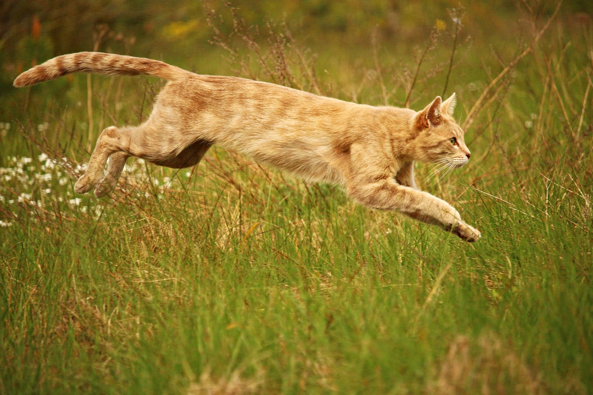 Включи кот бегать. Кот Ориентал. Кошка бежит. Кошка в прыжке. Кошка в движении.