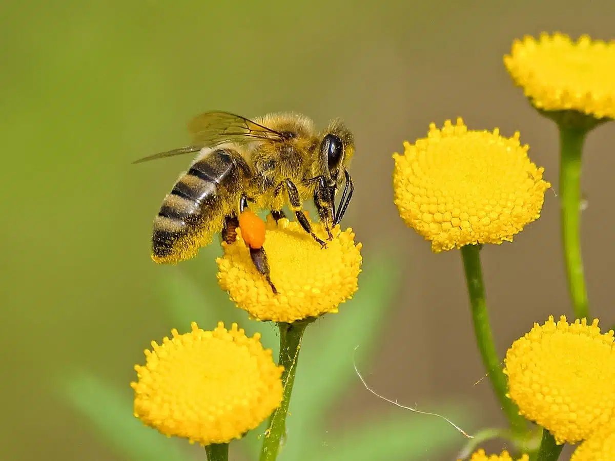 abeille miel