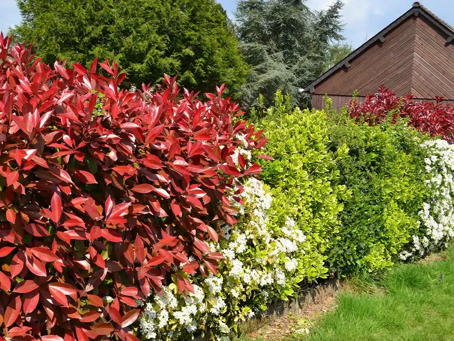 Comment choisir les meilleures plantes pour une haie