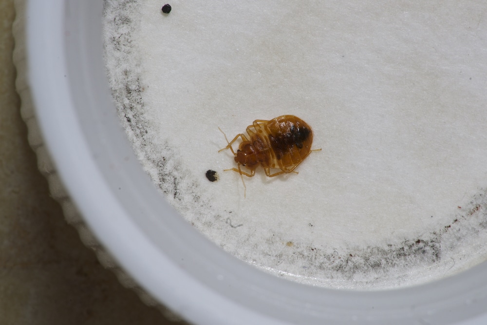 Une punaise de lit prise au piège