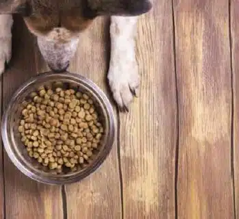 Pourquoi opter pour les croquettes bio pour votre chien