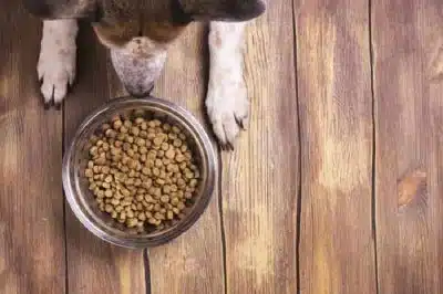 Pourquoi opter pour les croquettes bio pour votre chien