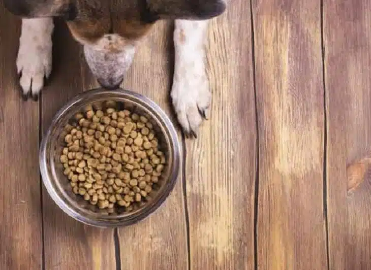 Pourquoi opter pour les croquettes bio pour votre chien