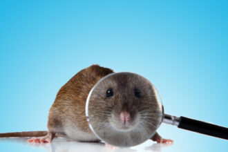 Agence de lutte contre les nuisibles en Drôme : pourquoi faire appel à des experts ?