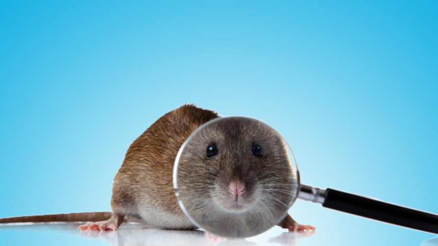 Agence de lutte contre les nuisibles en Drôme : pourquoi faire appel à des experts ?