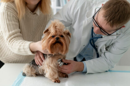 Assurance santé pour animaux : pourquoi si peu de Français franchissent le pas ?