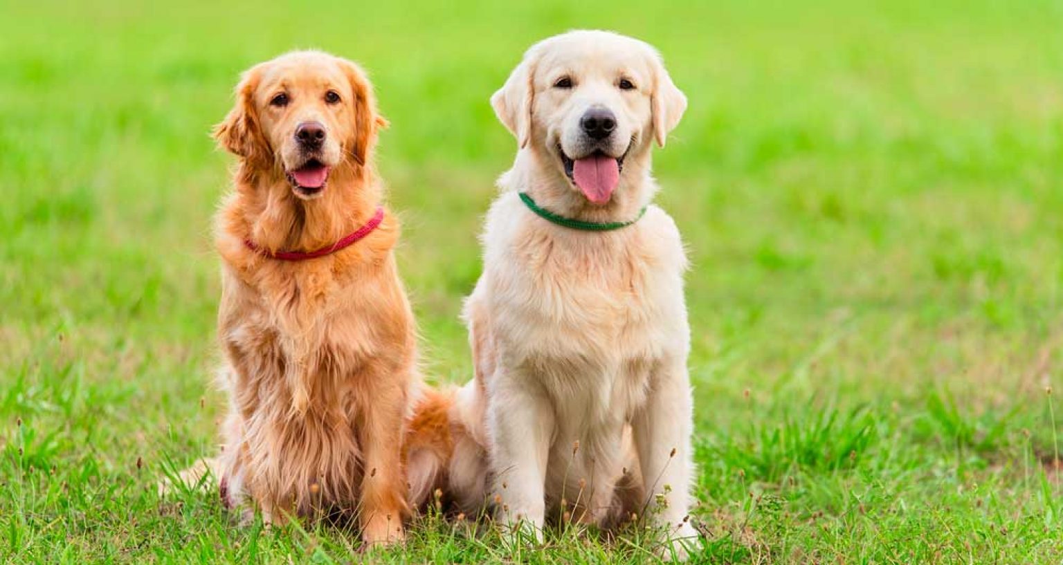 A Quoi Sert La Queue Des Chiens A quoi sert une clôture électrique pour chien