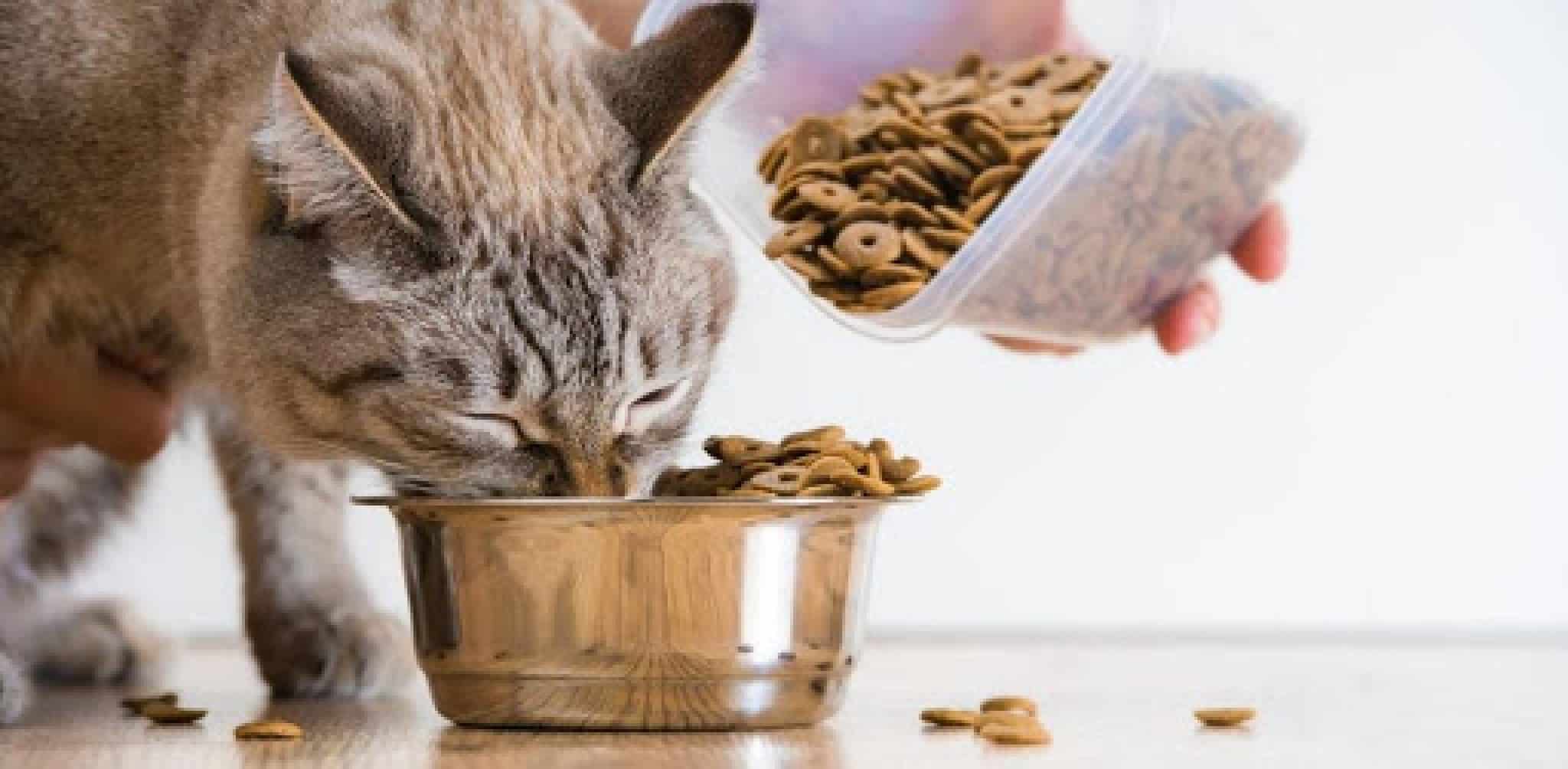 Quelle est la meilleure alimentation pour le chien et le chat