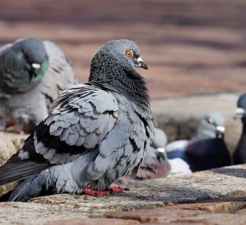 Faire effectuer un dépigeonnage professionnel à Reims : le déroulement étape par étape...