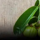 garcinia cambogia