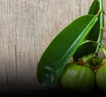 garcinia cambogia