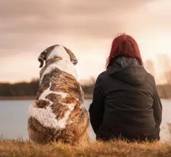 Les avantages de la consultation quotidienne d'un blog dédié aux animaux...