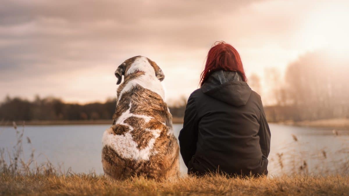 Les avantages de la consultation quotidienne d'un blog dédié aux animaux...