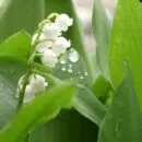 muguet