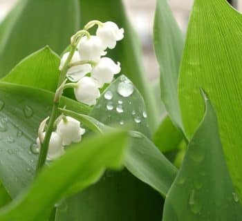 muguet