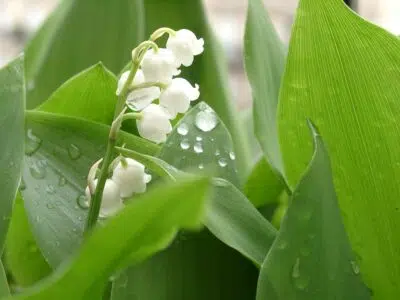 muguet