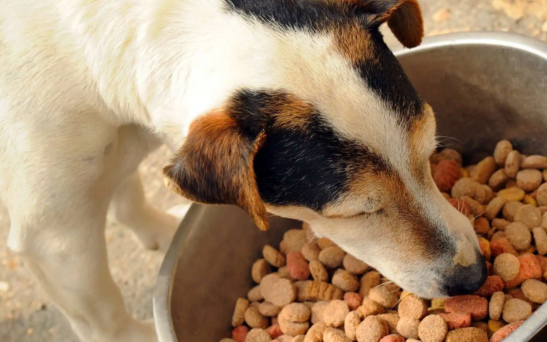 opter pour les croquettes bio pour votre chien