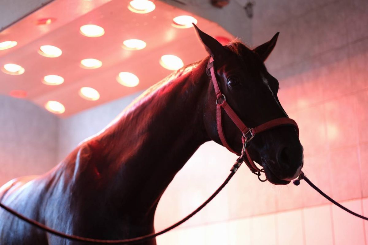 solarium pour cheval