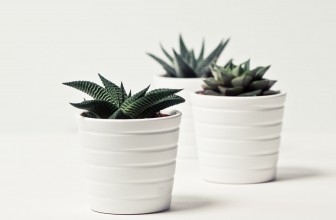Quelle plante mettre à l’intérieur ?