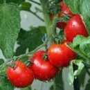 tomates