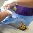 Votre chat s'est cassé la patte : contactez rapidement votre vétérinaire