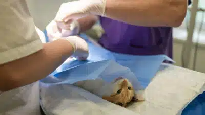 Votre chat s'est cassé la patte : contactez rapidement votre vétérinaire